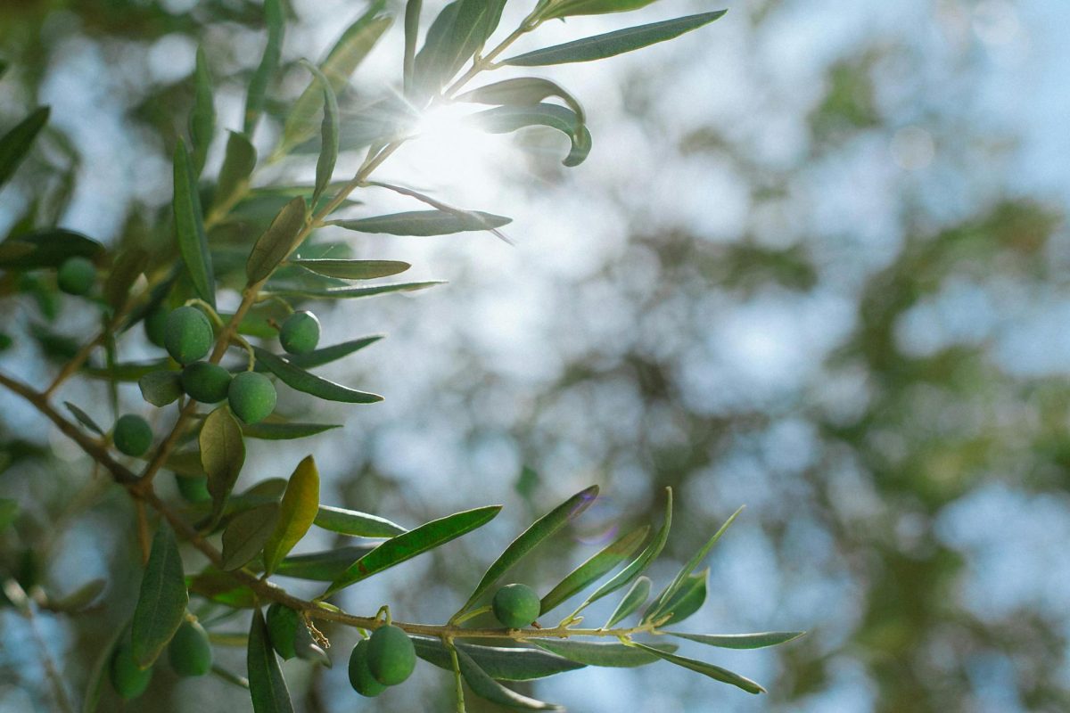 Green branches with olives and leaves against sunshine from Pexels