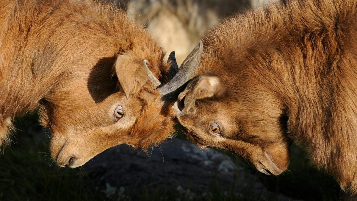 two brown goats butting heads