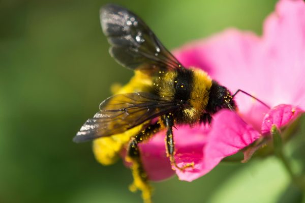close up photo of bumble bee on pink petaled flower