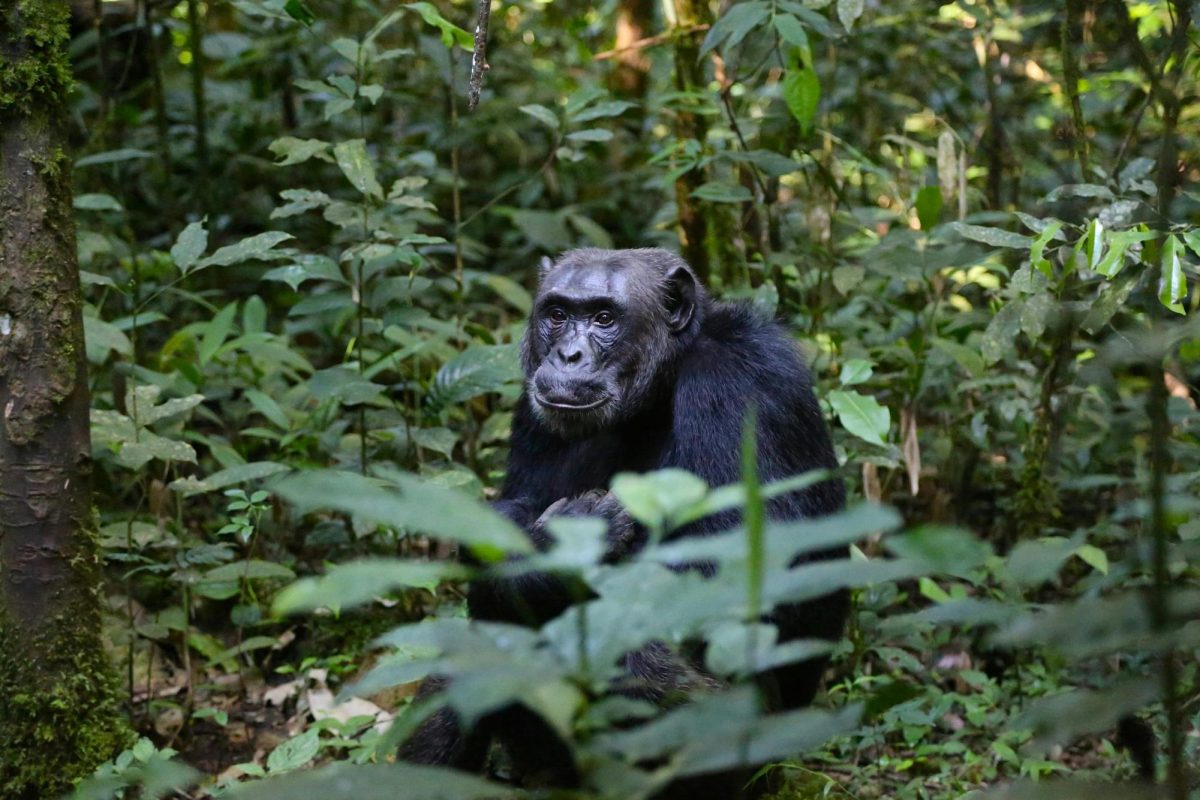 A chimp, like those Goodall worked with, sits in his rainforest